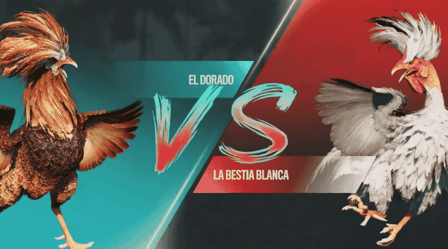 p9 Plataforma Jogos Esports